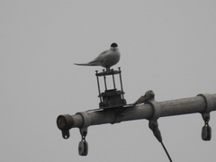 Sterna hirundinacea