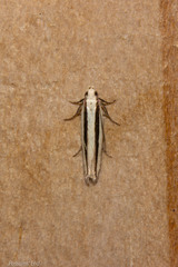 Kiwaia monophragma