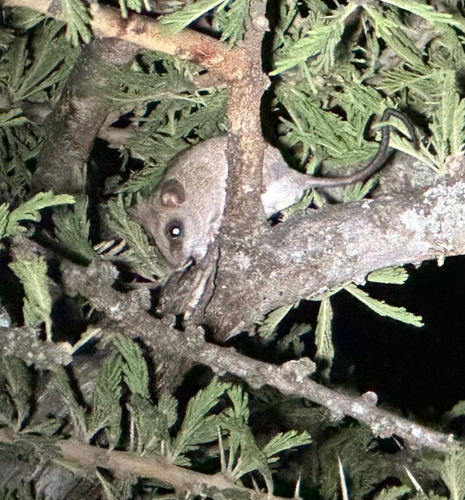 Loring's Acacia Rat (Thallomys loringi) — Least Concern Mammalia