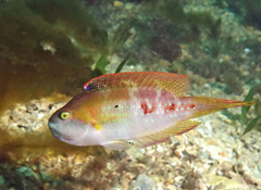 Oxycheilinus bimaculatus