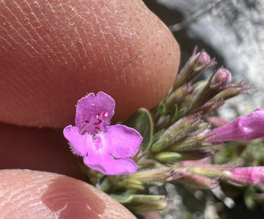 Micromeria croatica; photograph author not stated, no rights reserved