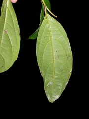 Cordia lucidula