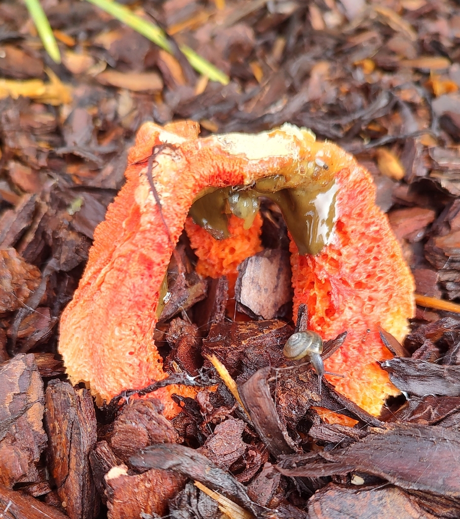 Clathrus columnatus · November 2025 · photo: © mcferny (iNaturalist, cc-by)