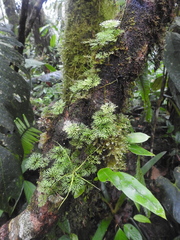 Elaphoglossum peltatum