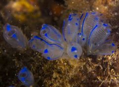 Clavelina australis