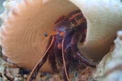 Clibanarius corallinus