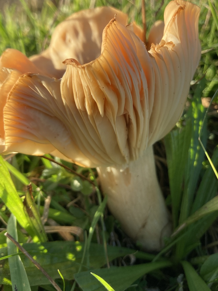 Cuphophyllus pratensis · November 2025 · photo: © nick37158 (iNaturalist, cc-by)