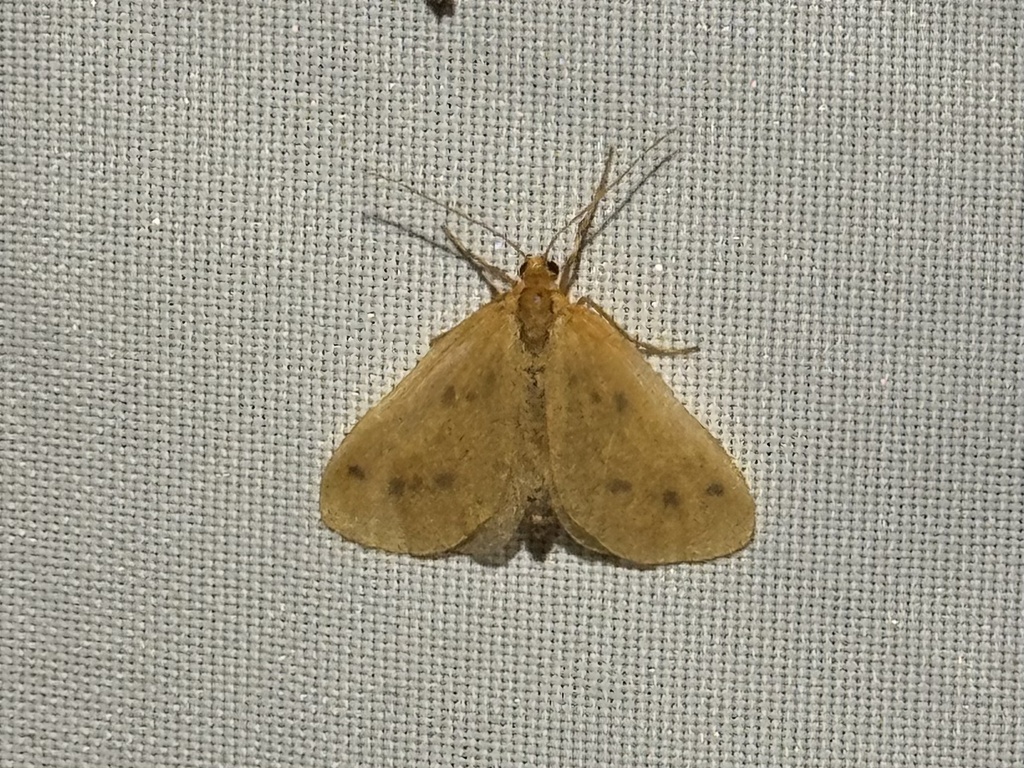 Little Beggar Moth