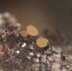 Lasiobolus microsporus