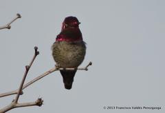 Calypte anna