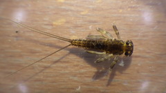 Stenacron interpunctatum