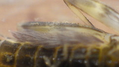 Stenacron interpunctatum