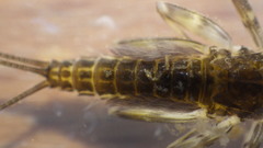 Stenacron interpunctatum