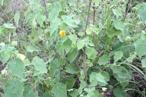 Abutilon grandiflorum, 2025-11-25