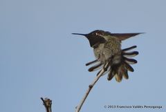Calypte anna