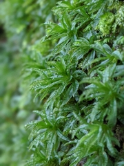 Atrichum selwynii