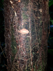 Cynometra hemitomophylla