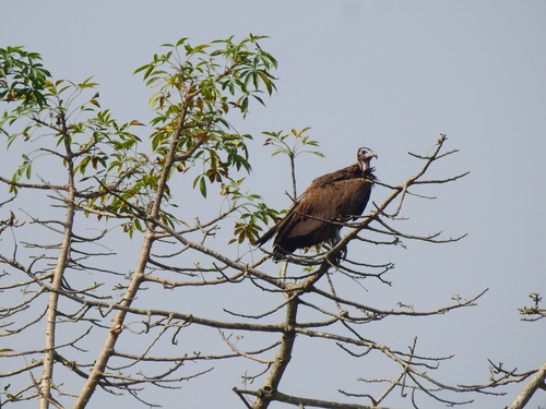 Hooded Vulture