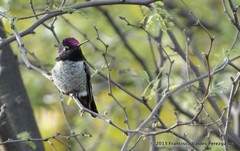 Calypte anna