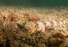 Synodus dermatogenys