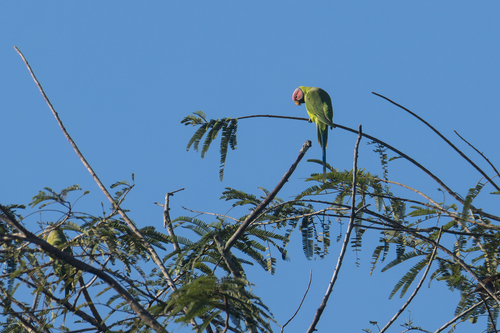 Psittacula roseata juneae