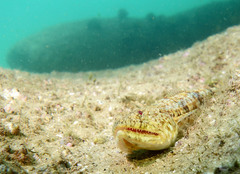 Synodus dermatogenys