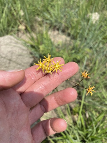 Asclepias aurea (Asclepias aurea)