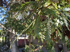Lyonothamnus floribundus
