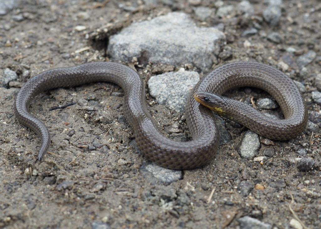 Pyron's Groundsnake