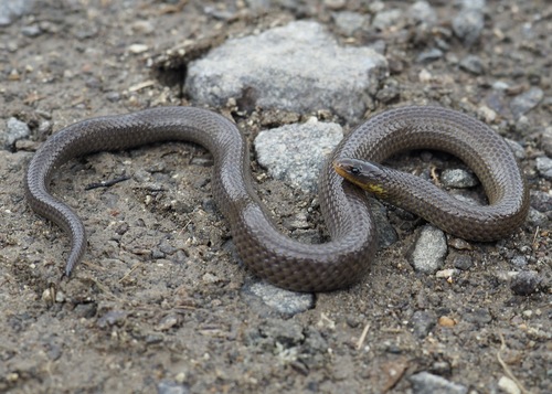 Pyron’s Groundsnake [pyroni], Atractus roulei