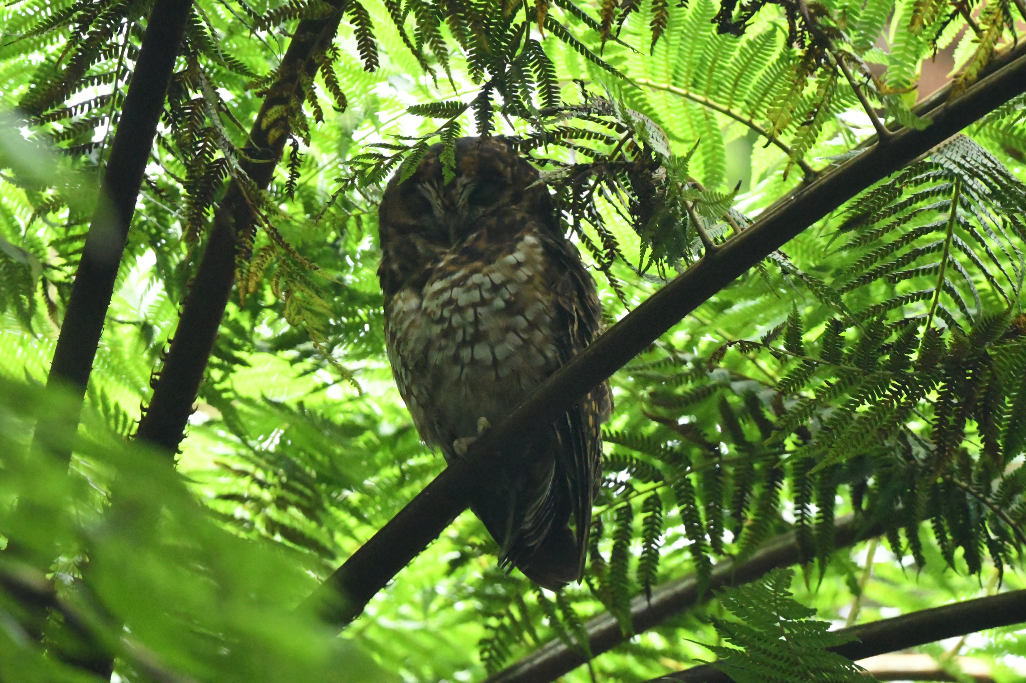 Rufous-banded Owl (Strix albitarsis), photo 4