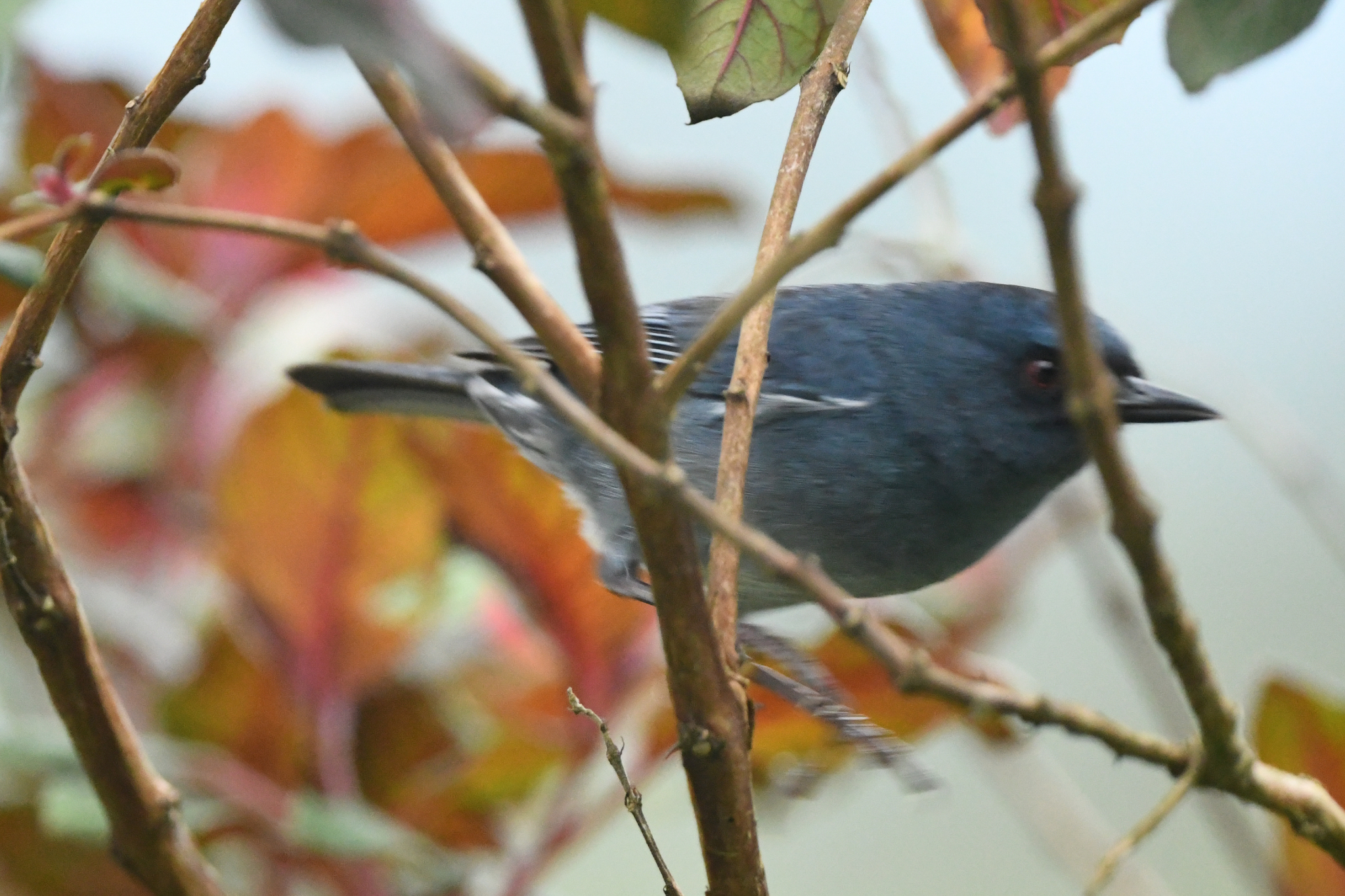 Bluish Flowerpiercer illustration