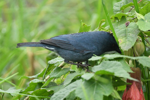 Bluish Flowerpiercer (Diglossa caerulescens), photo 2