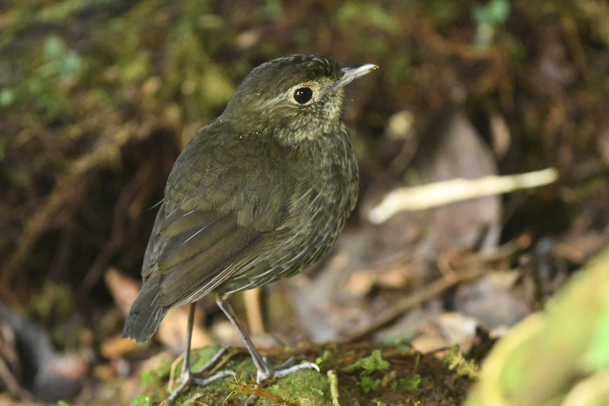 Cundinamarca Antpitta (Grallaria kaestneri), photo 8