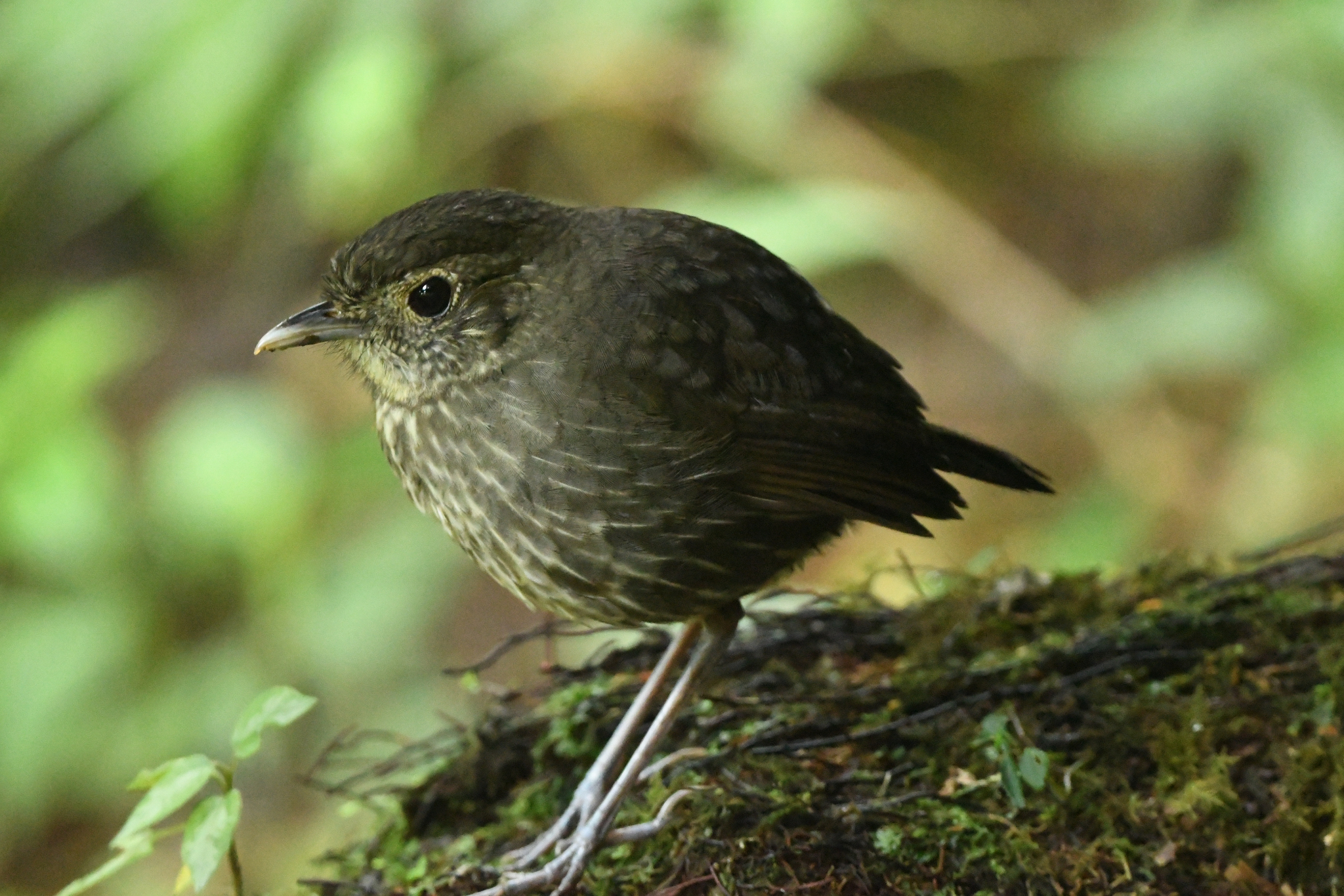 Cundinamarca Antpitta (Grallaria kaestneri), photo 9
