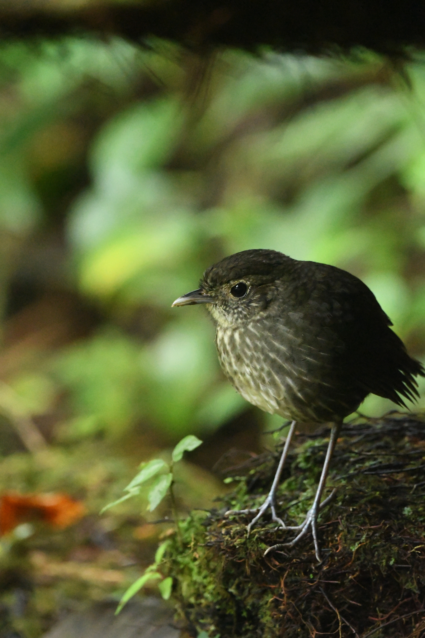 Cundinamarca Antpitta (Grallaria kaestneri), photo 7