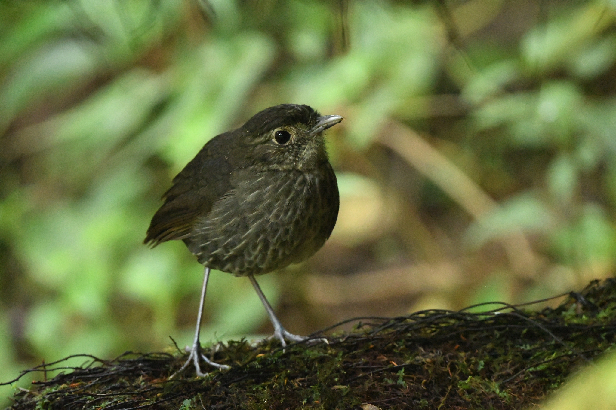 Cundinamarca Antpitta (Grallaria kaestneri), photo 4