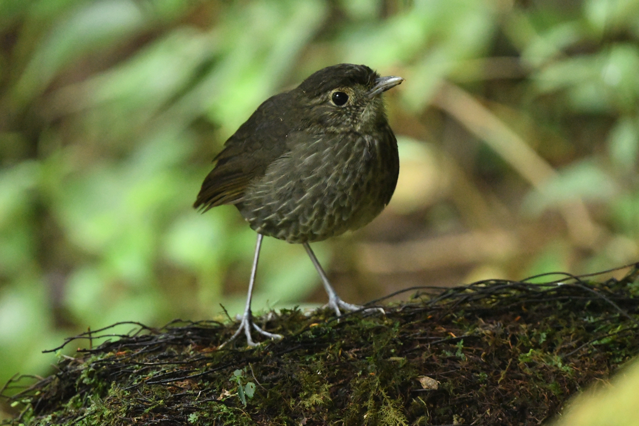 Cundinamarca Antpitta (Grallaria kaestneri), photo 5