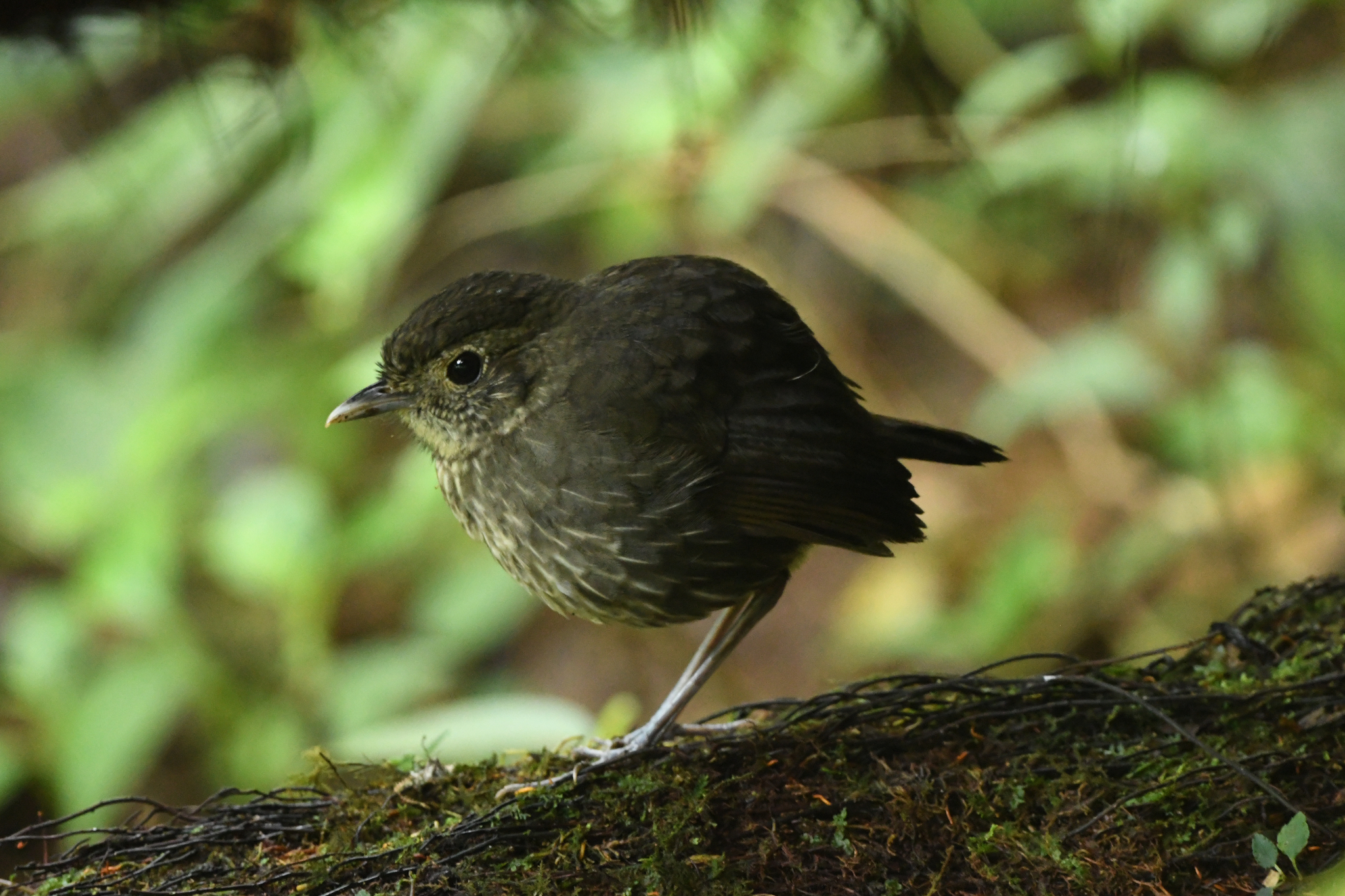 Cundinamarca Antpitta (Grallaria kaestneri), photo 6