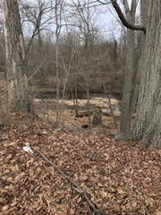 Ardea herodias herodias