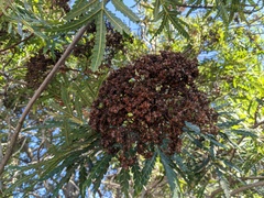Lyonothamnus floribundus