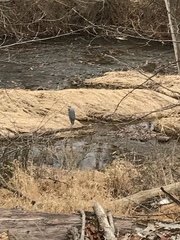 Ardea herodias herodias