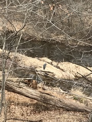 Ardea herodias herodias