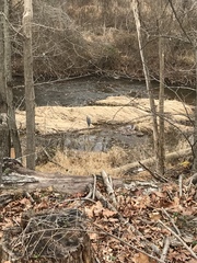 Ardea herodias herodias