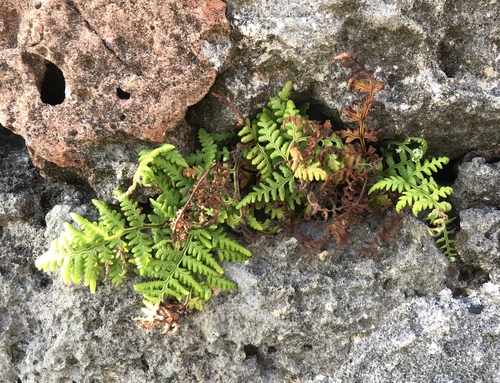 Pityrogramma chrysophylla var. gabrielae
