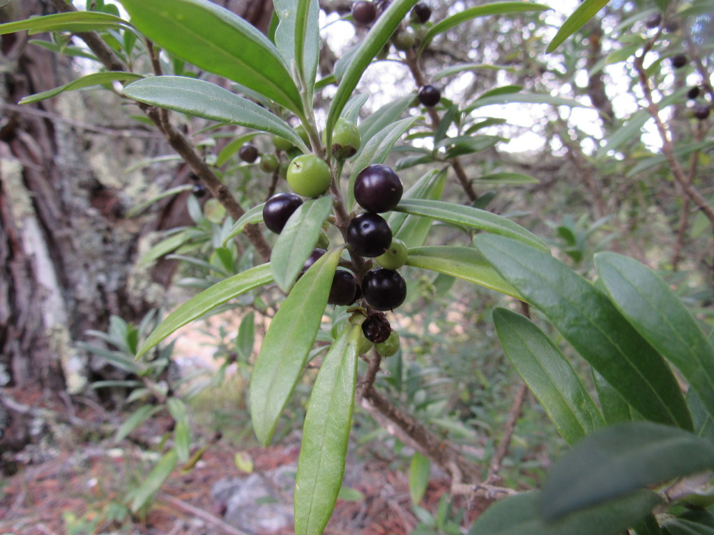 Citharexylum tetramerum