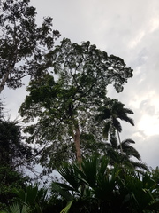 Terminalia bucidoides