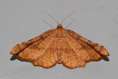 Morova subfasciata