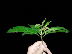 Chimarrhis parviflora