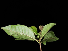 Chimarrhis parviflora